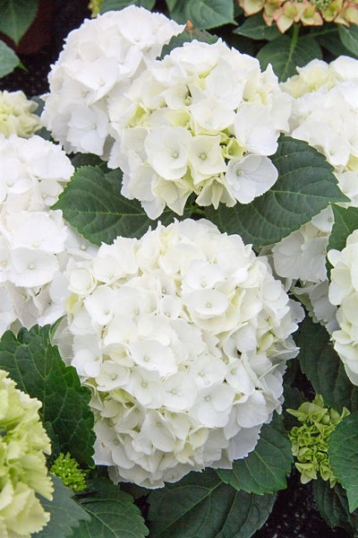 Hydrangea macrophylla 'First White', Hortensie, weiß, 40–50 cm