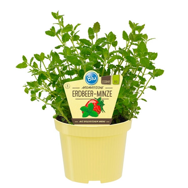 Erdbeer-Minze in BIO-Qualität - Mentha species - Kräuterpflanze im 12cm Topf
