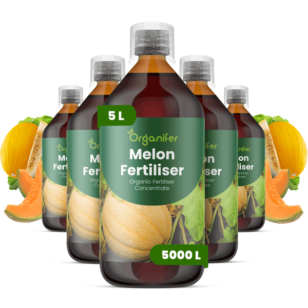 Fünf Flaschen Organifer Melonen-Dünger Konzentrat, jeweils 5 Liter Inhalt, ergibt 5000 Liter Düngemittel, mit Abbildung von Melonen.