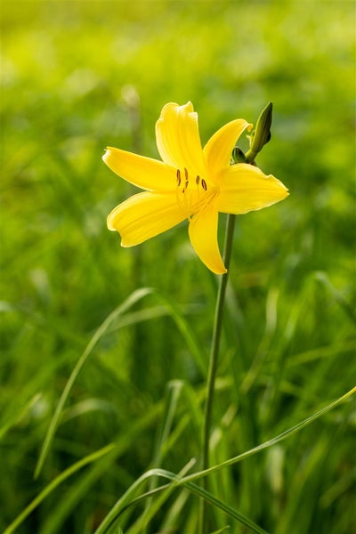 Hemerocallis minor, Taglilie, gelb, ca. 11x11 cm Topf