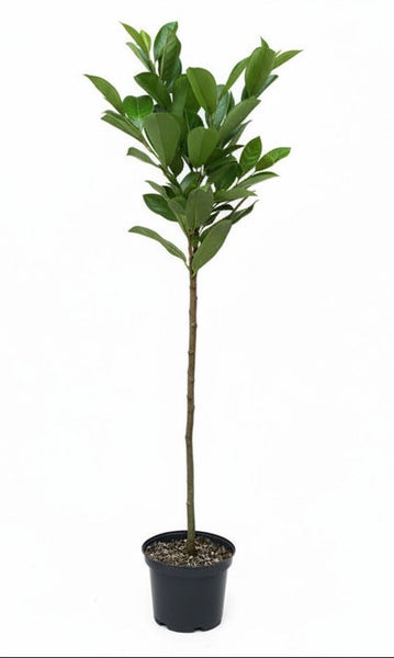 Lorbeerbaum als Hochstamm in einem schwarzen Kunststofftopf