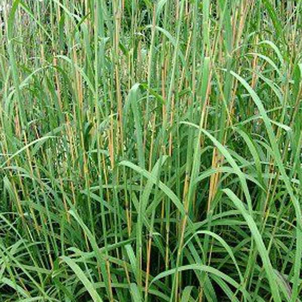 Hohes Ziergras im Gartenbeet