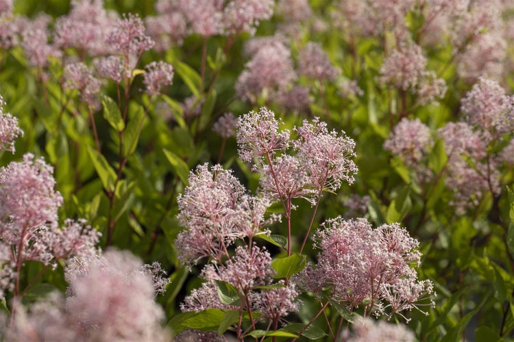 Ceanothus pallidus 'Marie Simon', Säckelblume, rosa, 40–60 cm