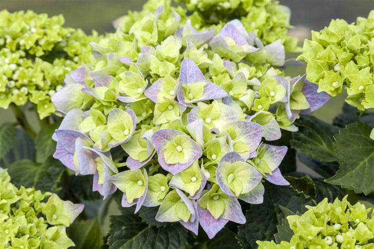 Hydrangea macrophylla 'Bela', Hortensie, rosa, 40–60 cm