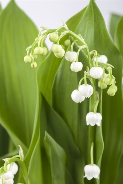 Convallaria majalis, Maiglöckchen, weiß, ca. 9x9 cm Topf