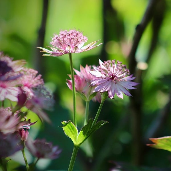 Sternenblüten im Garten