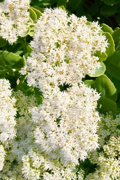 Sedum spectabile 'Stardust', Fetthenne, weißblühend, ca. 9x9 cm Topf