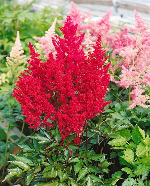 Astilbe japonica 'Montgomery', Prachtspiere, rot, ca. 9x9 cm Topf