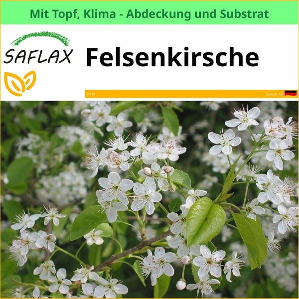 SAFLAX Garden to go - Felsenkirsche - Prunus mahaleb - 30 Samen - Mit Topf, Klima - Deckel und Anzuchtsubstrat