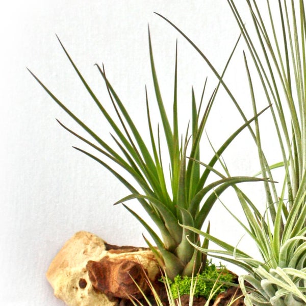 Tillandsia Luftpflanze auf Holzstück mit Moos.