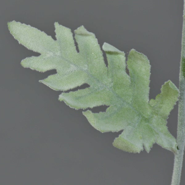 Nahaufnahme eines silbrig-grauen, filzigen Blattes einer Gartenpflanze mit tief eingeschnittenem Rand.