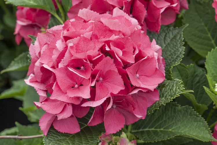 Hydrangea mac. 'Schöne Bautznerin', Hortensie, rosa, 30–40 cm