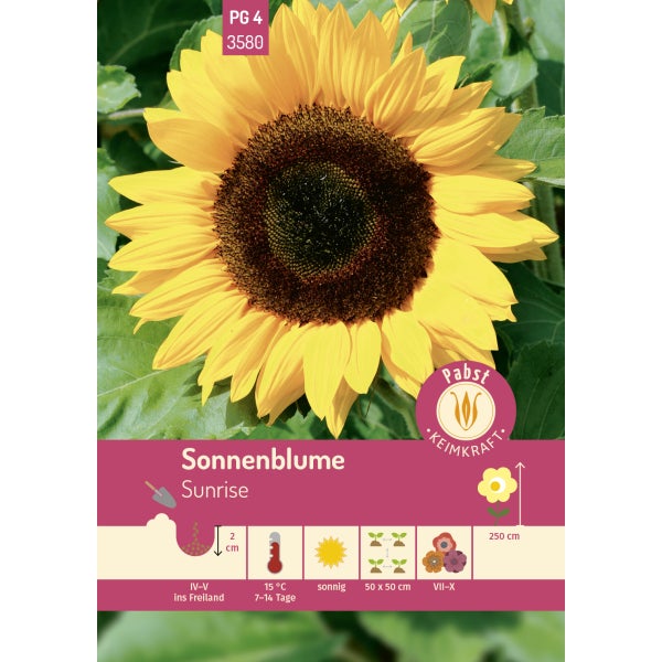 Sonnenblume Sunrise Samen von Pabst Keimkraft
