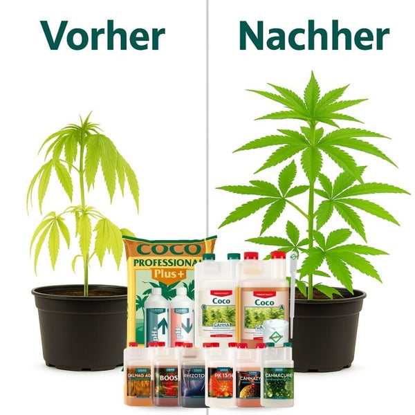 Vorher-Nachher-Vergleich des Pflanzenwachstums mit CANNA Coco Substrat und verschiedenen CANNA Düngemitteln und Zusätzen.