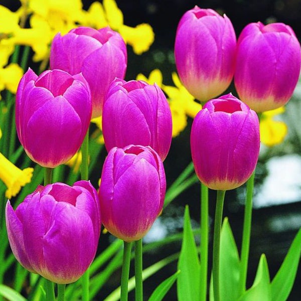 Nahaufnahme von violetten Tulpen im Garten