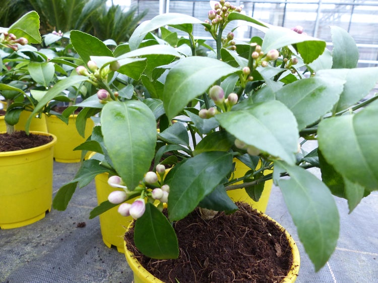 BONSAI: Meyer Meyerii Zitrone echter Zitronenbaum 30 cm Citrus Limon Zitruspflanze