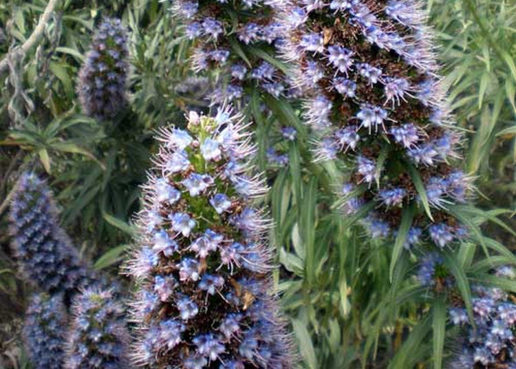 SAFLAX Garden to go - Blauer - Natternkopf - Echium fastuosa - 100 Samen - Mit Topf, Klima - Deckel und Anzuchtsubstrat