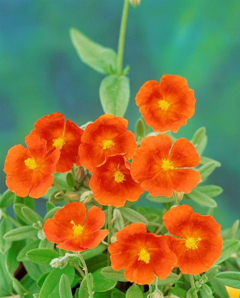Helianthemum x cult. 'Henfield Brilliant', Sonnenröschen, orange, ca. 9x9 cm Topf