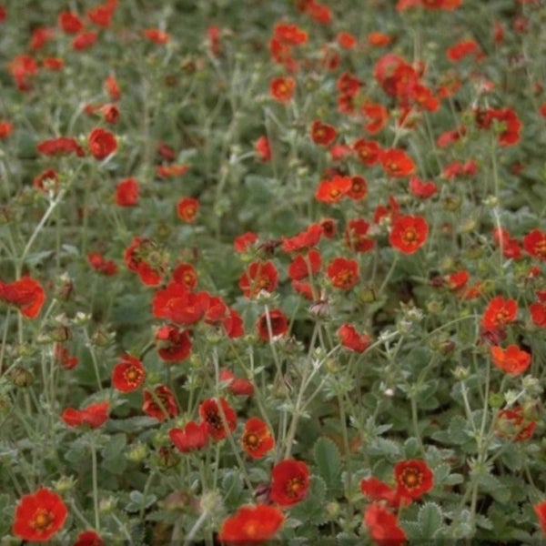 Blühende Teppich-Golderdbeere im Gartenbeet