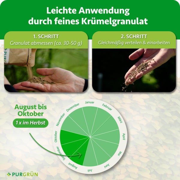 Anwendungshinweise für Purgrün Granulat mit bebilderten Schritten zum Abmessen und Verteilen sowie einem Anwendungszeitraum von August bis Oktober.