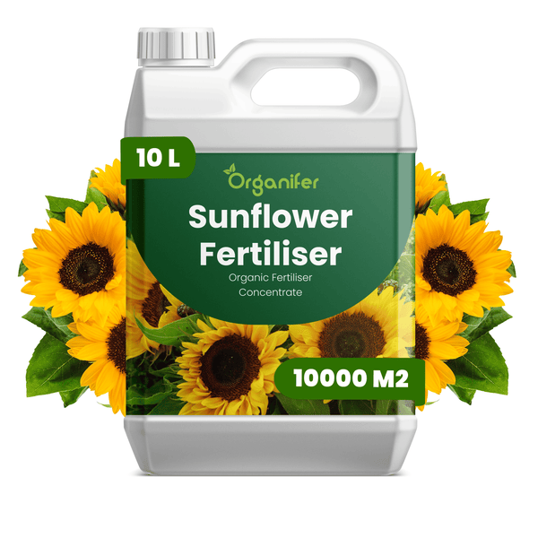 Organifer Sonnenblumen-Dünger Konzentrat, organischer Dünger für 10000 Quadratmeter, 10 Liter Kanister.