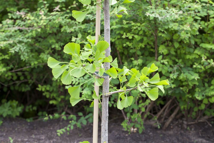 Ginkgo biloba, Fächerblattbaum, 40–60 cm, winterhart