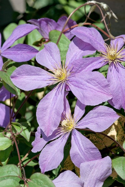 Clematis Hybride 'Mrs.Cholmondeley', großblumig, lavendelblau, 40–60 cm
