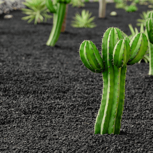 Ein einzelner Kaktus mit mehreren Armen steht in einem Garten mit dunklem Kiesboden und weiteren kleinen Sukkulenten im Hintergrund.