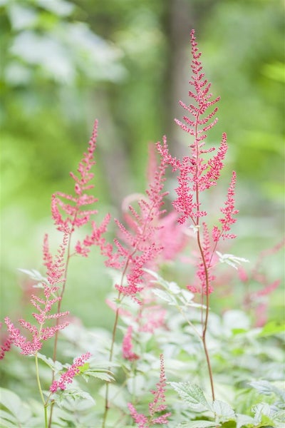 Astilbe glaberrima 'Sprite', Zwerg-Prachtspiere, rosa, ca. 9x9 cm Topf