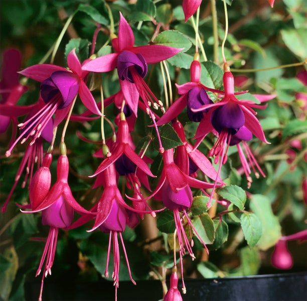Fuchsia magellanica 'M.Popple', Fuchsie, rot-violett, ca. 9x9 cm Topf