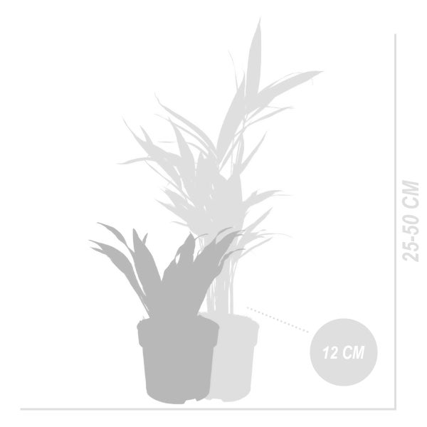 Bloomique - 6er Set - Pflanzenüberraschung - Grüne Pflanzenmischung - Zimmerpflanzen - Pflegeleicht - Luftreinigend - Höhe 25-50 cm - Topf 12 cm