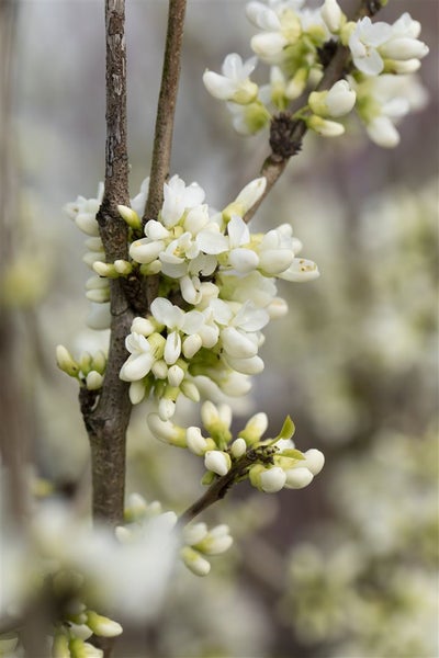 Cercis chinensis 'Shirobana', Judasbaum, weiß-rosa Blüten, 60–80 cm
