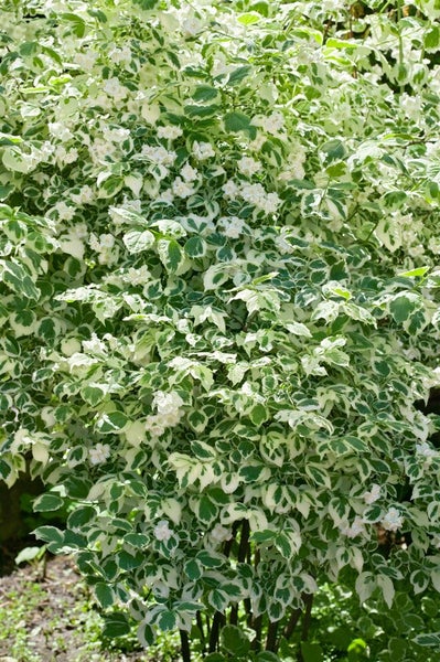 Philadelphus coronarius, Duftjasmin, weiß, 100–125 cm