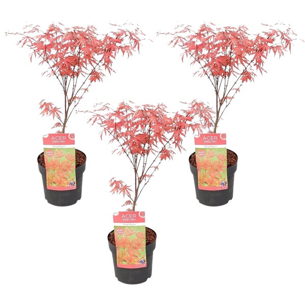 3x Acer 'Amagi Shigure' – Japanischer Ahorn – Strauch – Pflegeleicht – ⌀13cm - ↕25-35cm