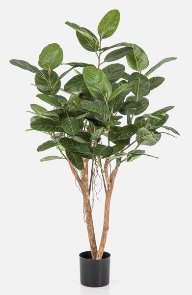 Detailansicht der großen grünen ovalen Blätter eines Ficus mit hellen Blattadern.