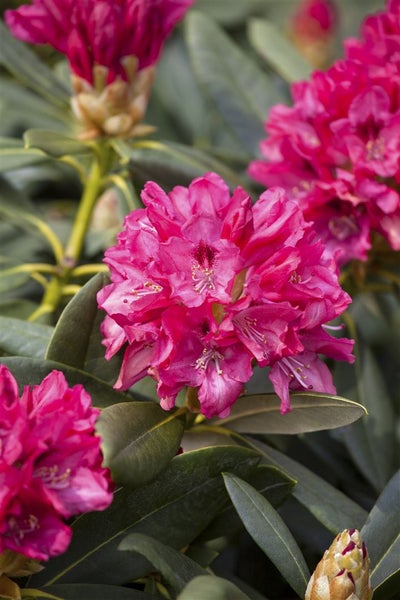 Rhododendron yakushimanum 'Sneezy', rosa Blüten, 30–40 cm