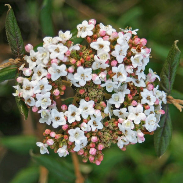 Blütenstand mit kleinen weißen Blüten und Knospen