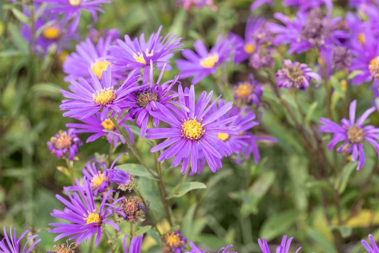 Aster amellus 'Veilchenkönigin', Berg-Aster, violett, ca. 9x9 cm Topf