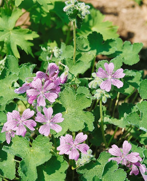 Nahaufnahme einer blühenden Storchschnabel Pflanze im Garten.