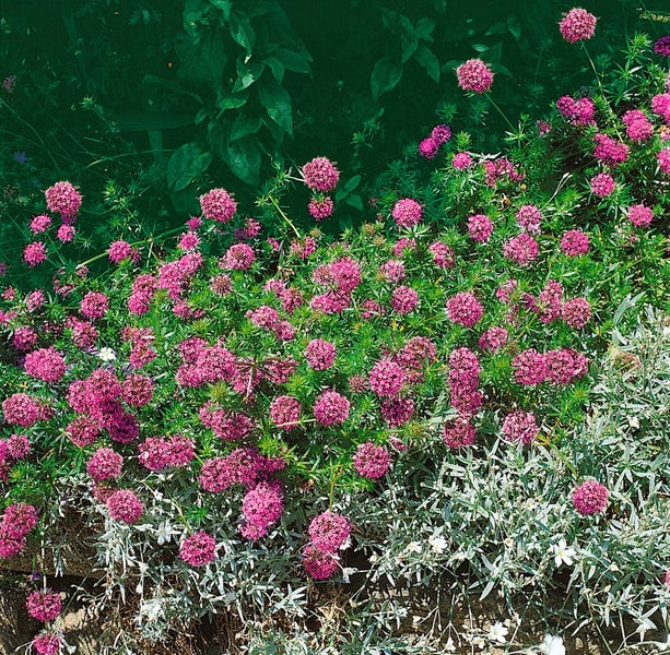 Phuopsis stylosa, Kreuzblume, rosa Blüten, ca. 9x9 cm Topf