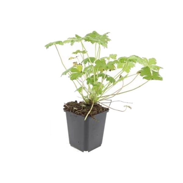 Bodendecker - Blut-Storchschnabel - Geranium sanguineum 'Tiny Monster' - 9cm Topf - Set mit 40 Pflanzen