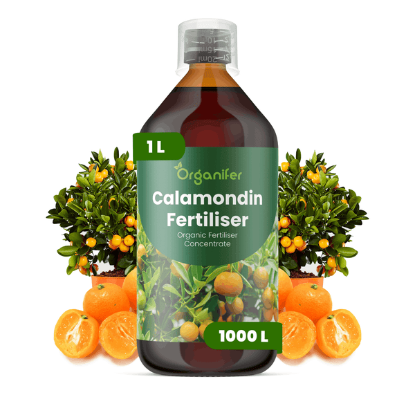 Organifer Calamondin Dünger, 1 Liter Flasche, organisches Düngerkonzentrat für Zitruspflanzen, ergibt 1000 Liter.