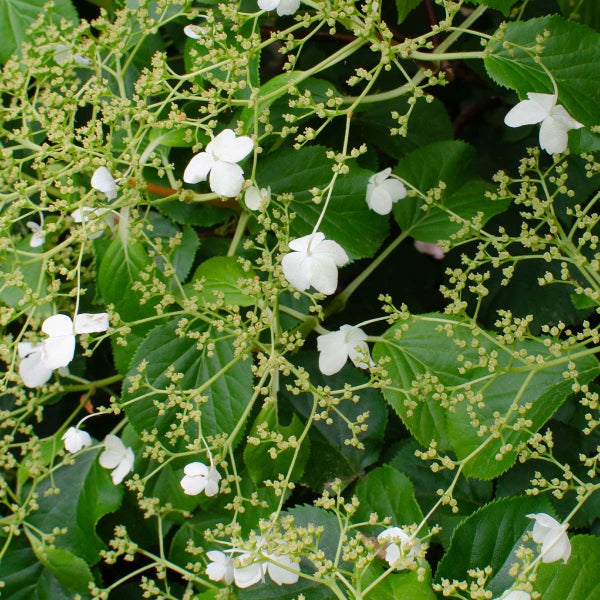 Hortensie 'Petiolaris' - Kletterhortensie - Schlingpflanze - Selbstklebend - ⌀15 cm - ↕60-70 cm