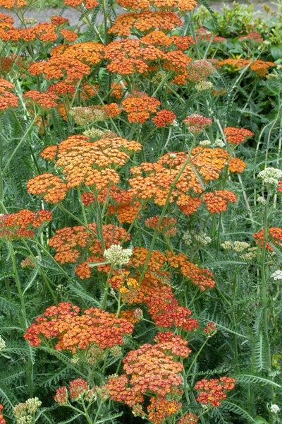Achillea millefolium 'Terracotta', Schafgarbe, orange, ca. 9x9 cm Topf