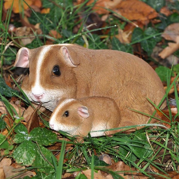 Meerschweinchen Mutter und Kind