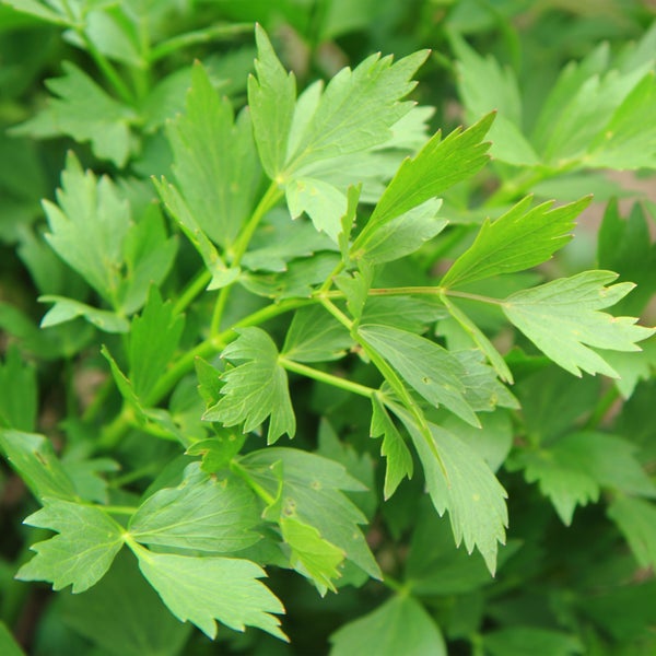 Nahaufnahme von Liebstöckelblättern