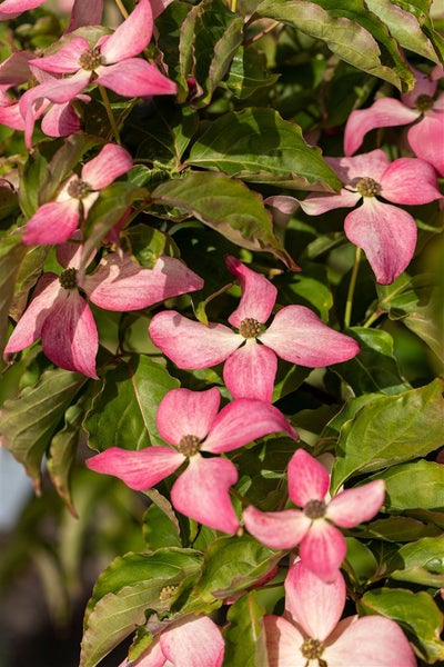 Cornus kousa 'Scarlet Fire', Japanischer Blumen-Hartriegel, rosa, 100–125 cm
