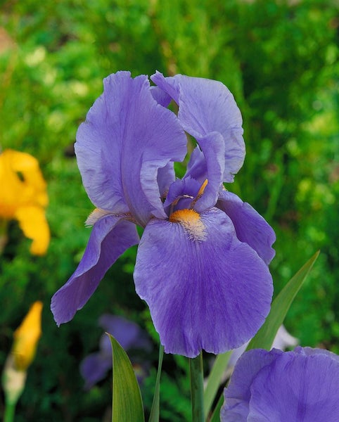 Iris x barb.-elat. 'Rheintraube', lila, ca. 11x11 cm Topf