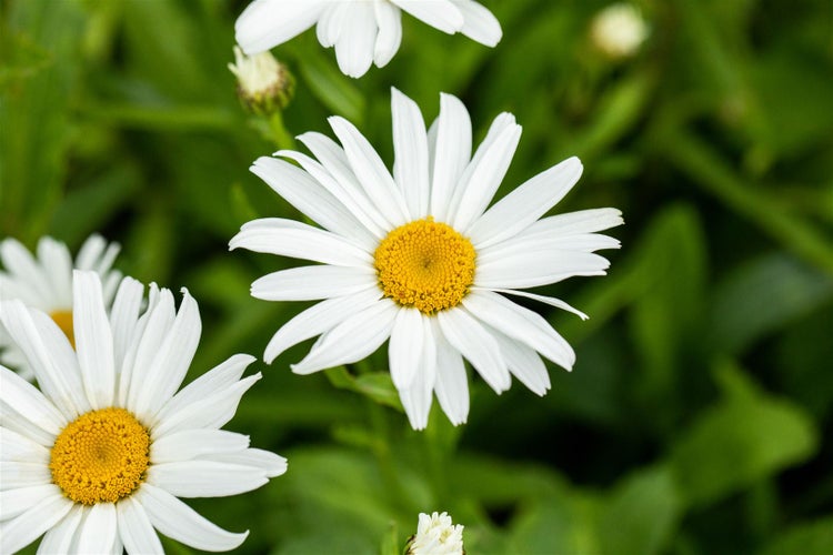 Leucanthemum x superbum 'Silberprinzesschen', Margerite, weiß, ca. 9x9 cm Topf