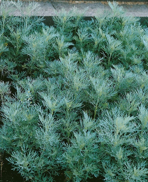 Artemisia abrotanum maritima, Eberraute, aromatisch, ca. 11x11 cm Topf